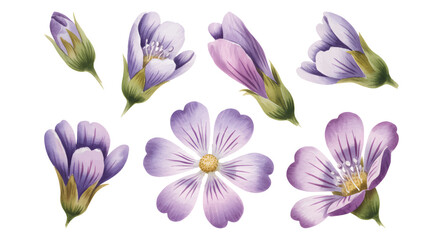 Lavender Lilac floral watercolor blossoms. © Artverza