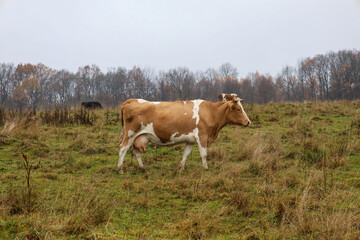 ​A light brown cow with large white markings stands sideways in a damp, green field among dry grasses under a gray, overcast sky. A sparse line of mostly bare trees is visible on the horizon, creating