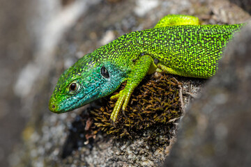 Westliche Smaragdeidechse (Lacerta bilineata)