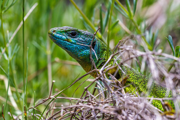 Naklejka premium Westliche Smaragdeidechse (Lacerta bilineata)