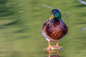 Stockente (Anas platyrhynchos) M&auml;nnchen