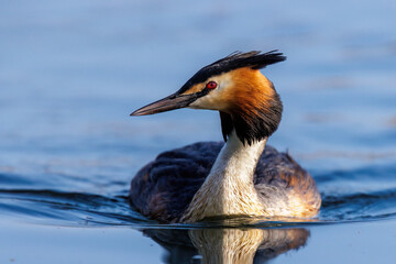 Haubentaucher (Podiceps cristatus)