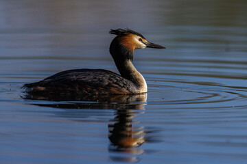 Haubentaucher (Podiceps cristatus)