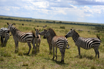 Zebras a road at Masai Mara
