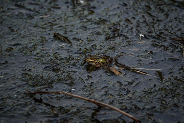 Small green frog camouflaged in muddy wetland habitat with water, twigs, and algae, blending into...