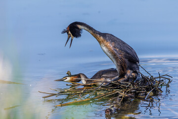 Haubentaucher (Podiceps cristatus)
