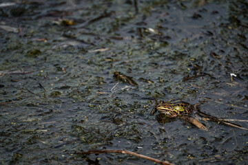 Small green frog camouflaged in muddy wetland habitat with water, twigs, and algae, blending into natural surroundings in a shallow marshy environment during springtime
