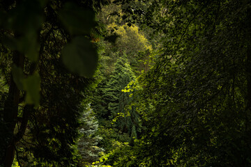 green forest background