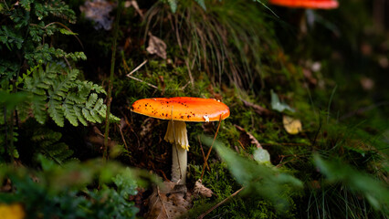 red mushroom in the forest