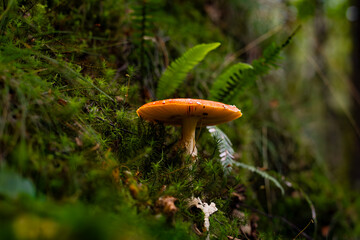 mushroom in the forest