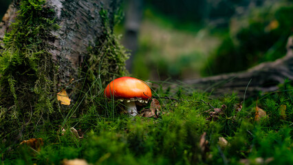 red mushroom in the forest