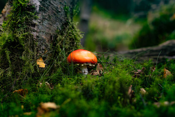 mushroom in the forest
