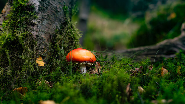 red mushroom in the forest - Powered by Adobe