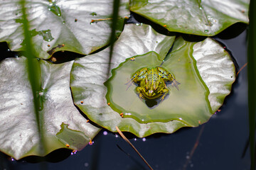 frog on the lilly