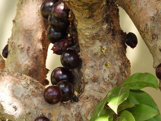 Jabuticaba no p&eacute;