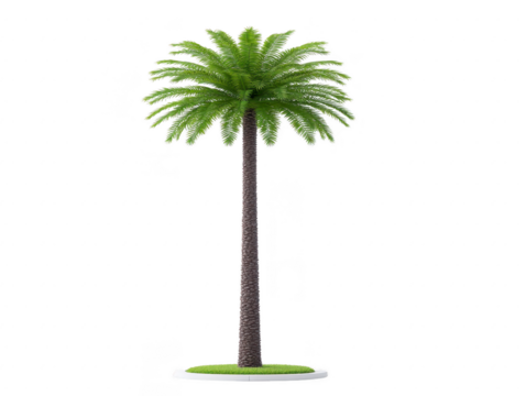 Tall palm tree with lush green fronds, textured brown trunk, and circular grass base, isolated on transparency background, evokes tropical, relaxing, and summer vibes
