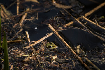 Small green frog camouflaged in muddy wetland habitat with water, twigs, and algae, blending into natural surroundings in a shallow marshy environment during springtime