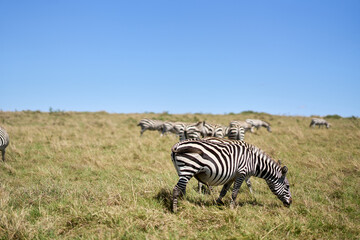 Zebras a road at Masai Mara