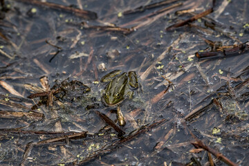 Small green frog camouflaged in muddy wetland habitat with water, twigs, and algae, blending into...