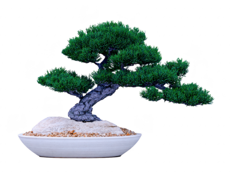 Bonsai tree miniature pine green foliage curved trunk white ceramic pot decorative stone tranquil indoor plant Japanese style isolated background
