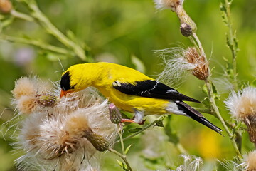 American Goldfinch