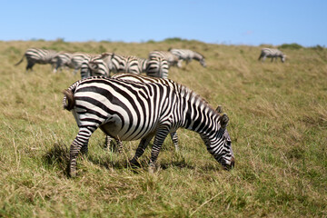Zebras a road at Masai Mara