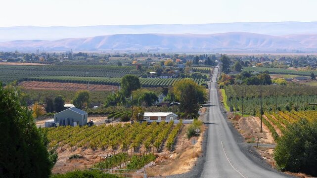 Scenic Vineyard and apple orchards farm by the road landscape in Yakima Valley Washington state.
