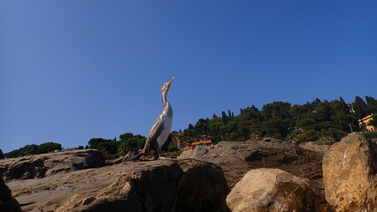 The great cormorant (Phalacrocorax carbo). The photo was taken from the sea. Ligurian Sea coast, Italy, Imperia