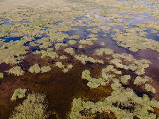 A top-down aerial image of a dense marsh landscape with green aquatic vegetation