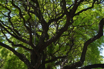 Low-angle view looking up through a lush tree canopy, with dark branches silhouetted against a bright blue sky, creating a feeling of nature, growth, and escape