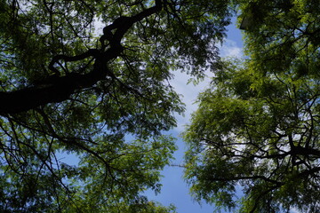 Low-angle view looking up through a lush tree canopy, with dark branches silhouetted against a bright blue sky, creating a feeling of nature, growth, and escape