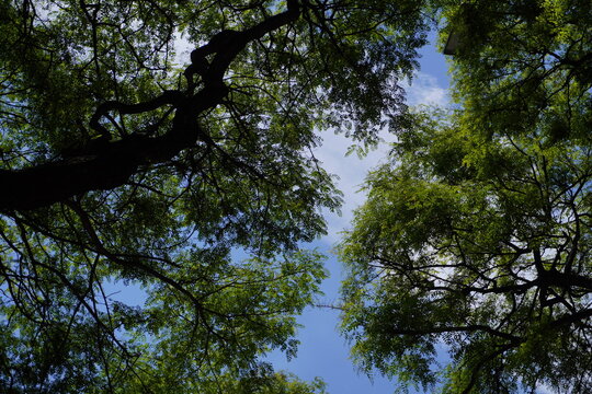 Low-angle view looking up through a lush tree canopy, with dark branches silhouetted against a bright blue sky, creating a feeling of nature, growth, and escape