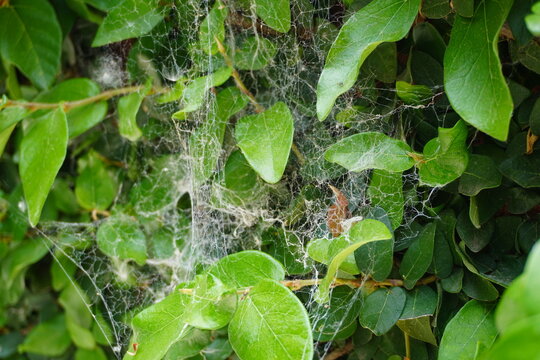 Delicate spider web stretched between bright green leaves, catching sunlight and creating a fine, intricate pattern. A natural close-up capturing fragile beauty in a peaceful garden environment.
