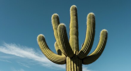 Tall desert cactus with majestic, branching arms under a vast sky, embodying arid resilience and natural beauty ,arid ,branches ,impressive