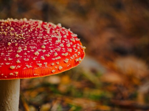 fly agaric mushroom