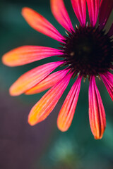 A close macro image of a daisy-like flower with radiant pink and orange petals