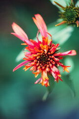 Detailed macro closeup of a red and orange coneflower