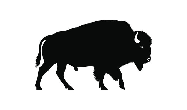 Black silhouette of a majestic american bison standing on a white background