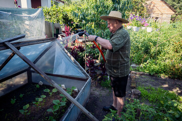 An elderly man in a straw hat waters seedlings in a backyard greenhouse with a hose, cultivating his vibrant garden on a sunny summer day. This image embodies rural life, hobby farming, and sustainabl