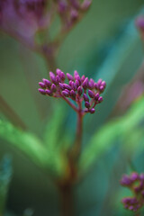 A macro closeup of a plant with clustered purple flower buds