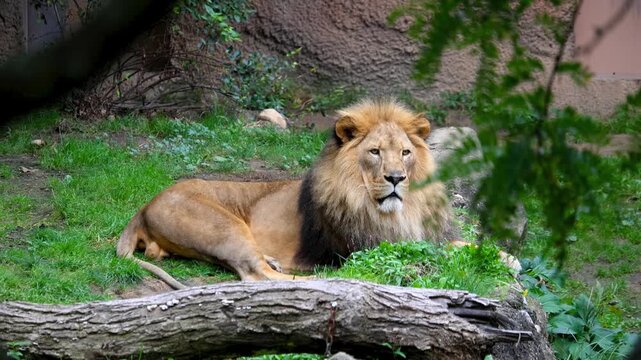 African Lion close up view resting at the John Ball zoo in Grand Rapids, Michigan.