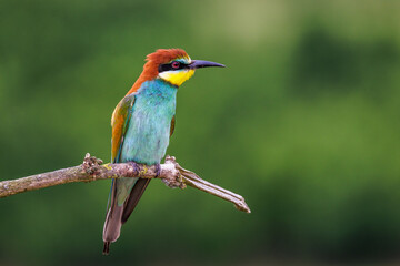 Bienenfresser (Merops apiaster)