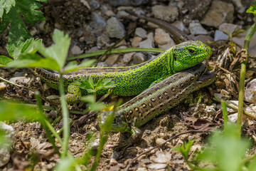 Zauneidechse (Lacerta agilis) Männchen und Weibchen