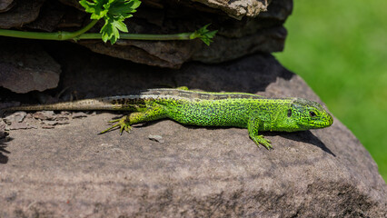 Zauneidechse (Lacerta agilis) Männchen