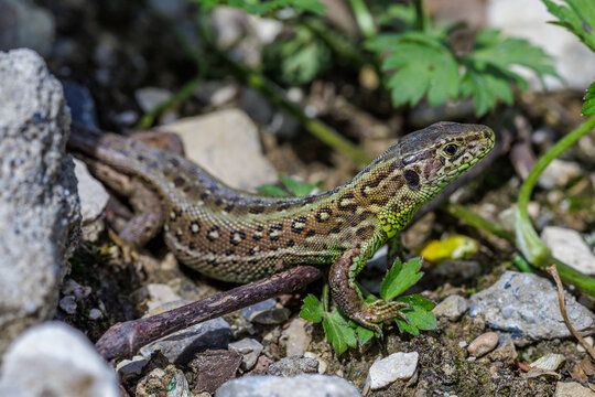 Zauneidechse (Lacerta agilis) Weibchen
