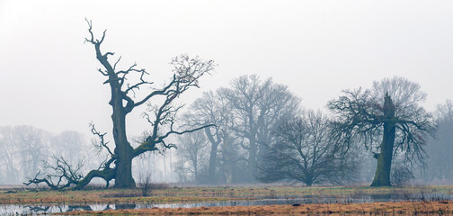 Landscape in the park. Old trees.