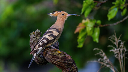 Wiedehopf (Upupa epops)
