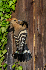 Wiedehopf (Upupa epops) © Rolf Müller