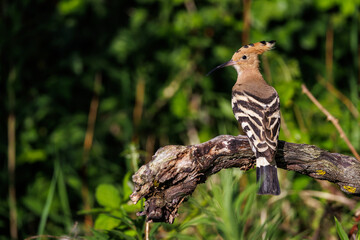 Wiedehopf (Upupa epops) © Rolf Müller