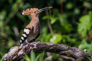 Wiedehopf (Upupa epops)